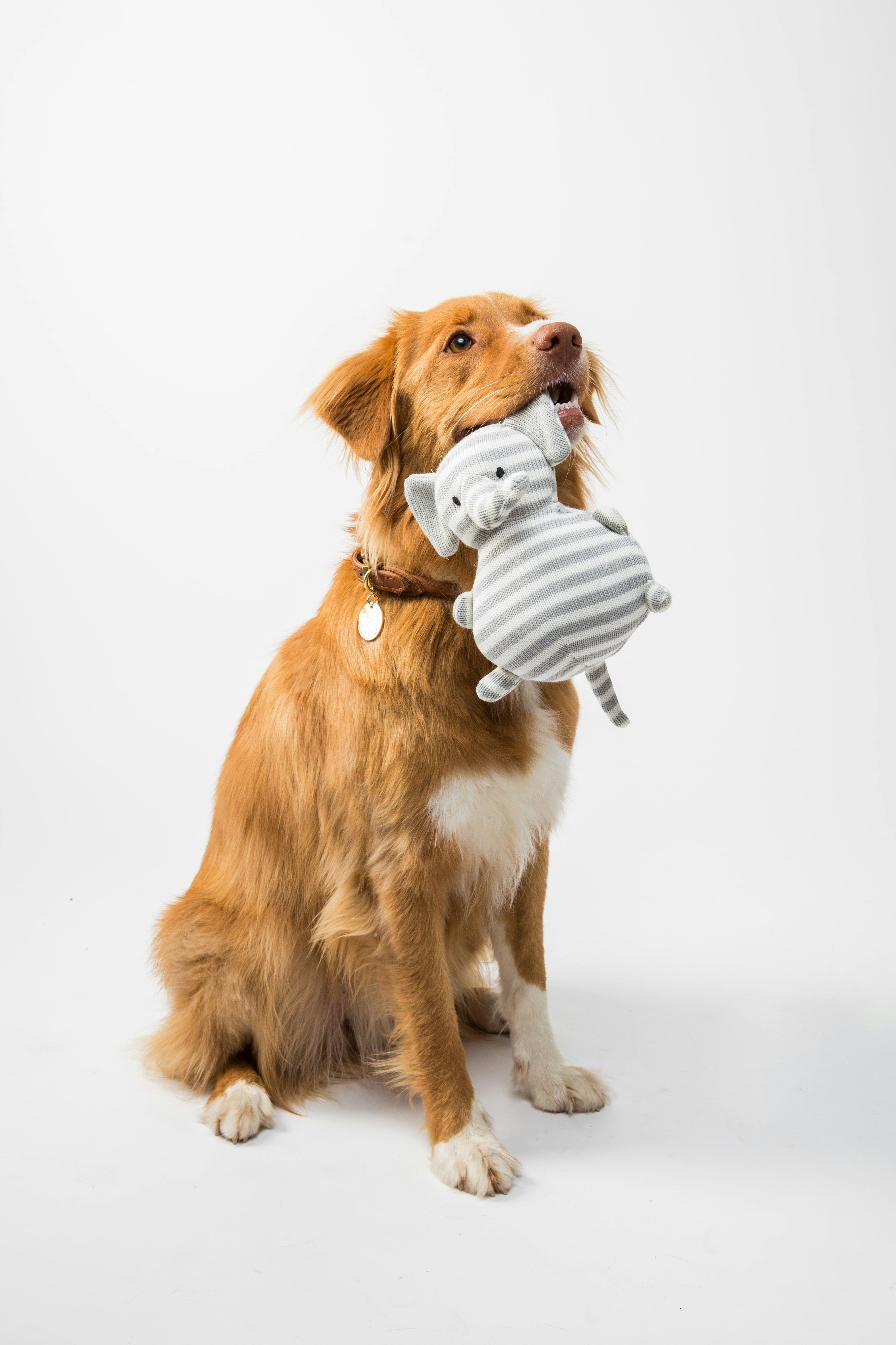 Pet Supplies